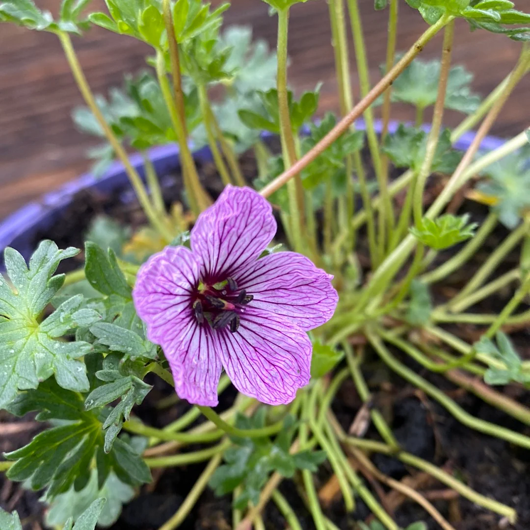 Geranium cin. Ballerina - Image 3