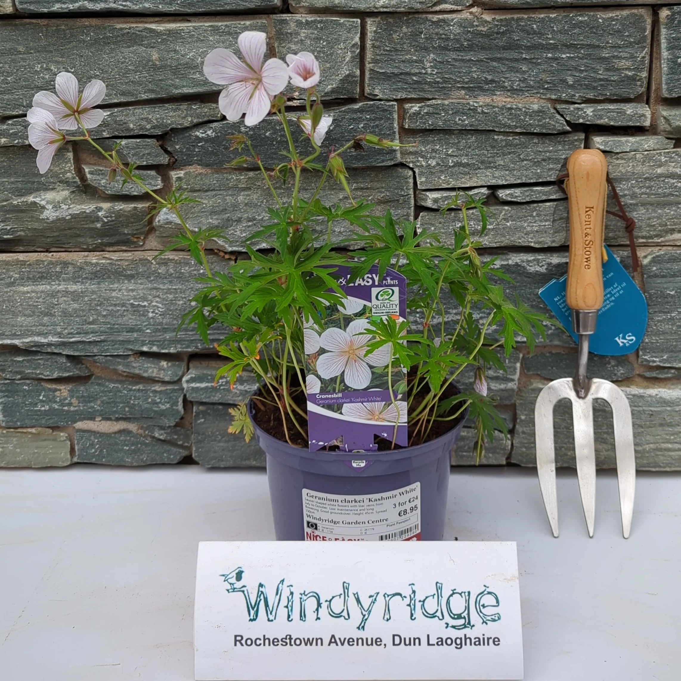 Geranium clarkei 'Kashmir White'