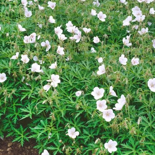 Geranium clarkei 'Kashmir White' - Image 2