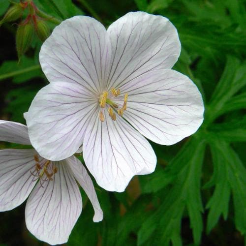 Geranium clarkei 'Kashmir White' - Image 3