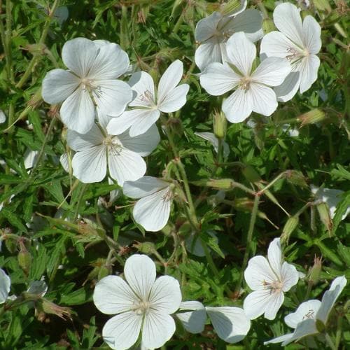Geranium clarkei 'Kashmir White' - Image 4