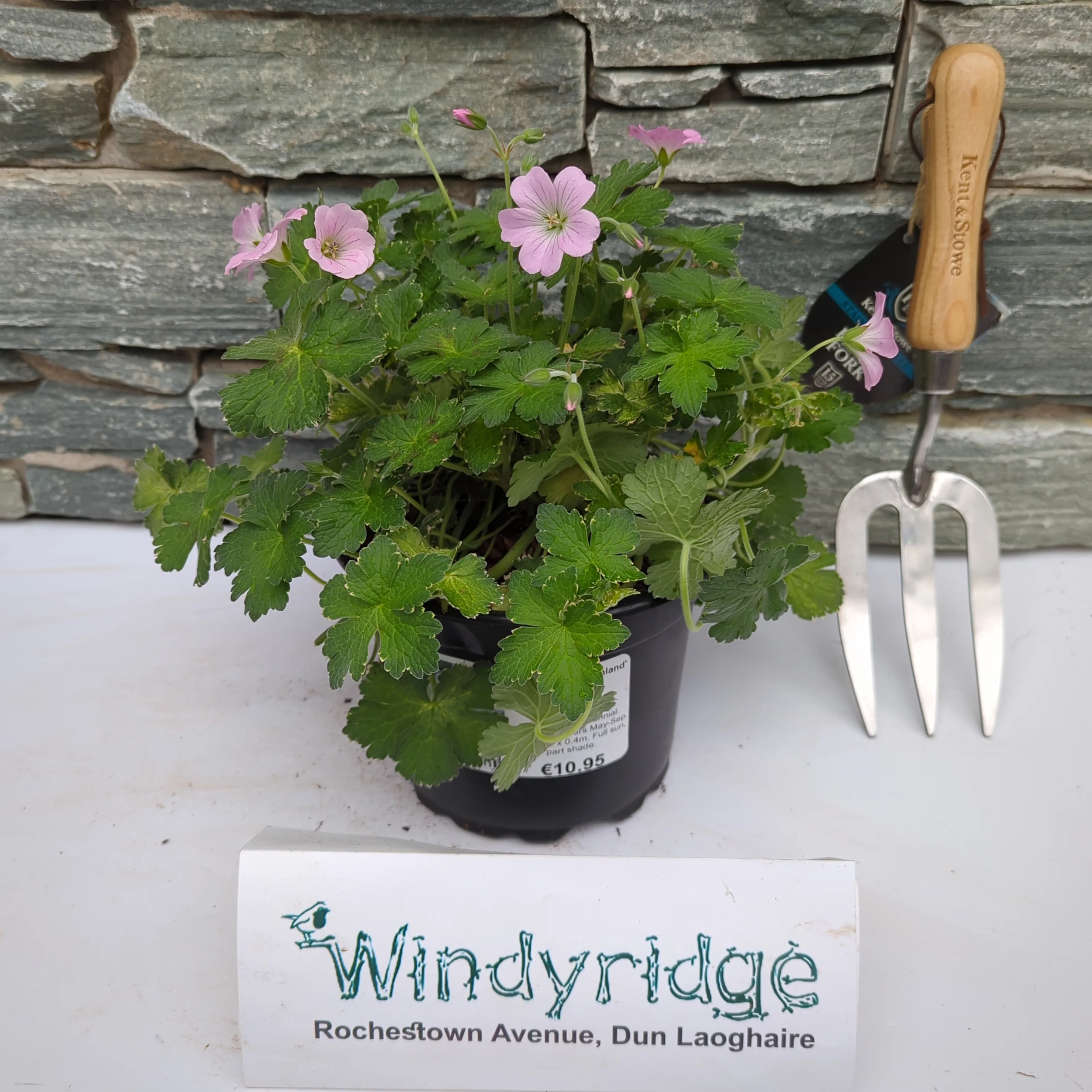 GERANIUM Dreamland - Image 2