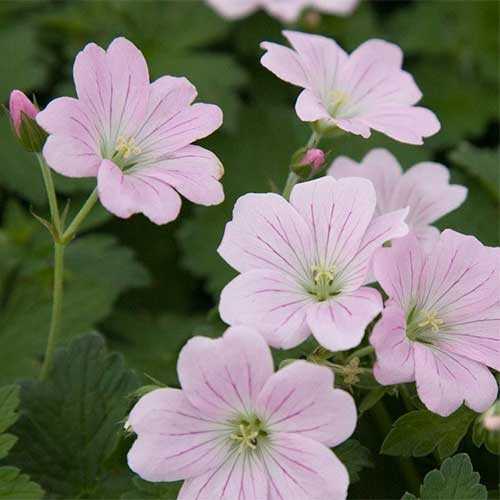 GERANIUM Dreamland - Image 3