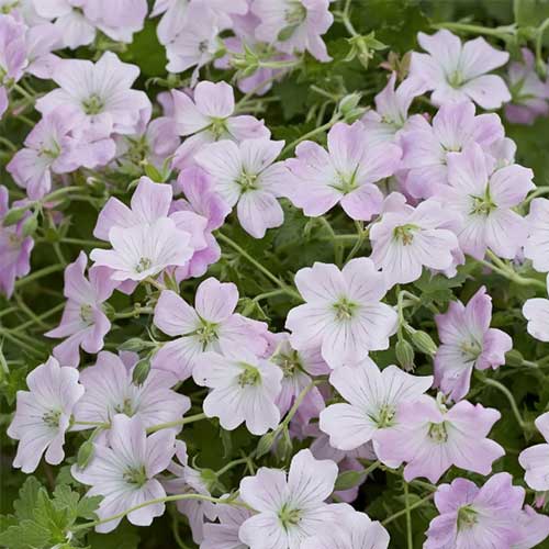 Geranium 'Dreamland' - Image 2