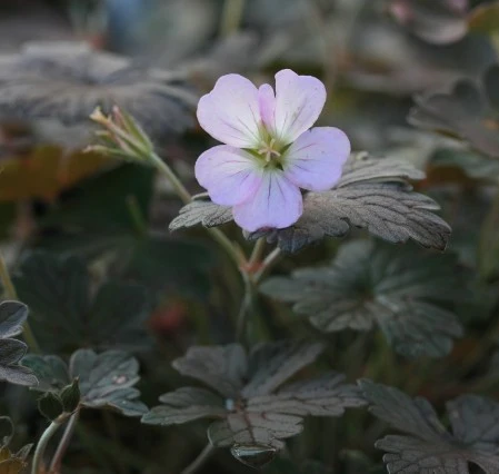Geranium Dusky Rose
