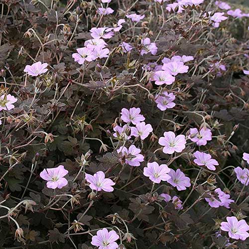 Geranium Dusky Rose - Image 2