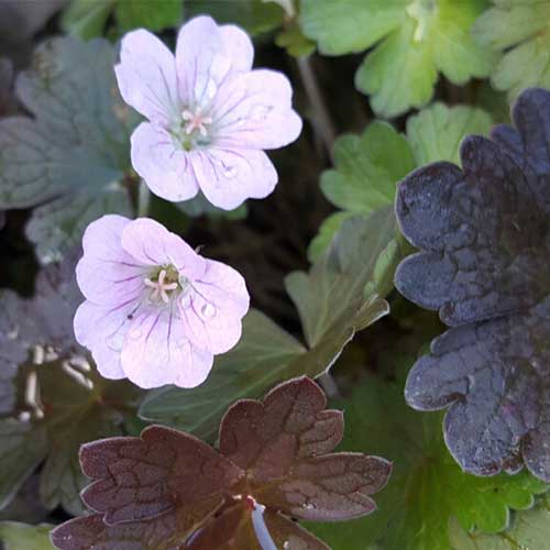 Geranium Dusky Rose - Image 3