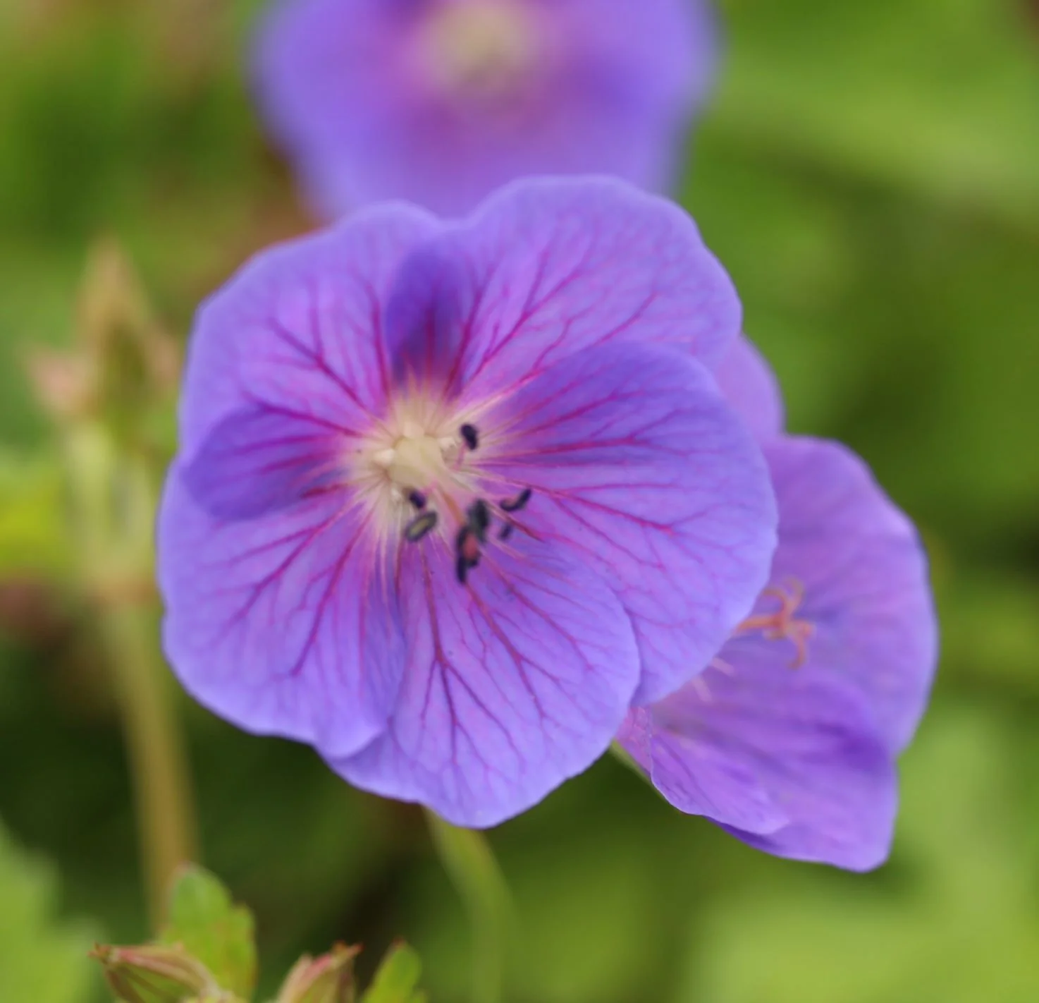 Geranium Johnson Blue - Image 3