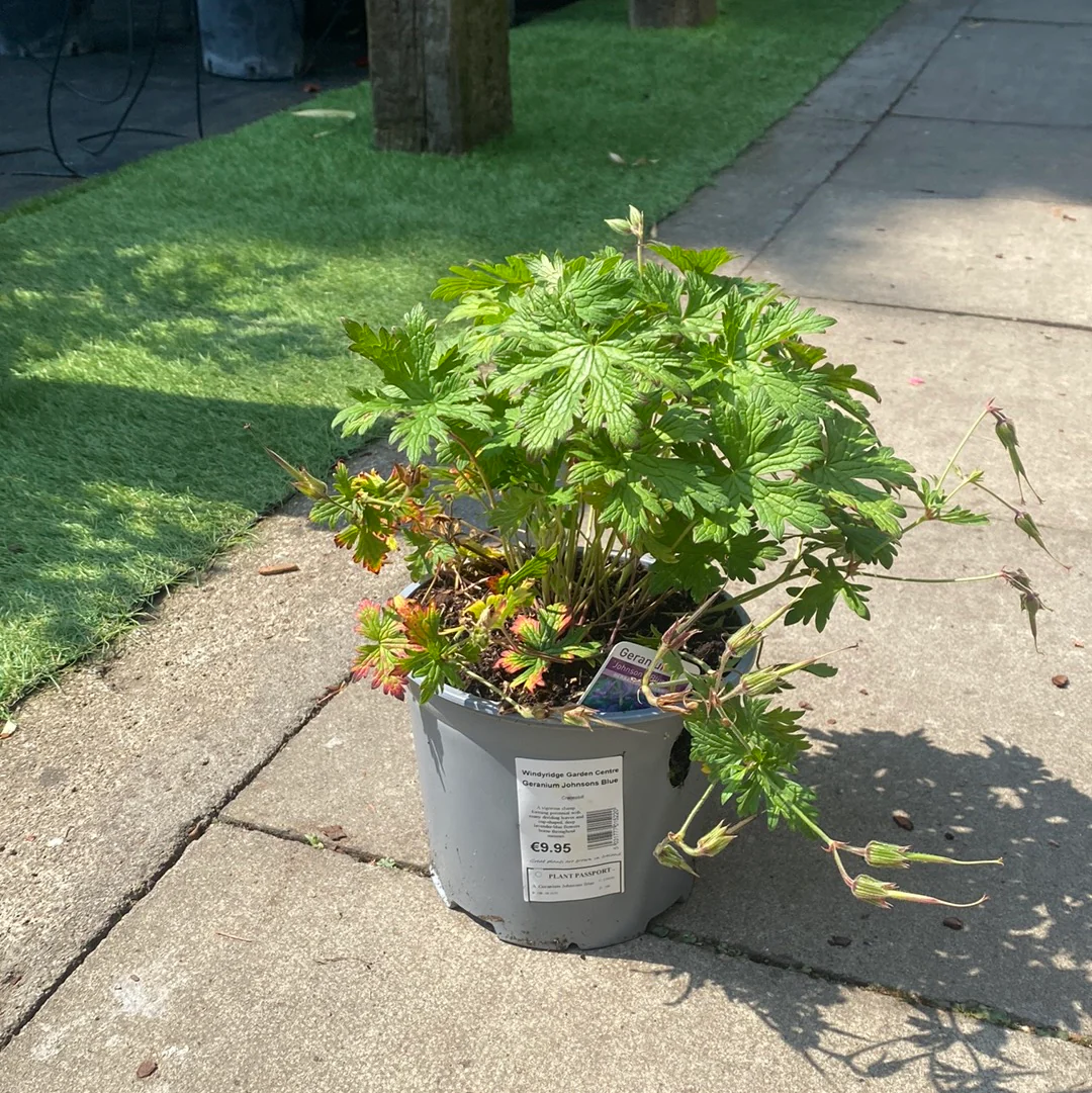 Geranium Johnsons Blue - Image 3