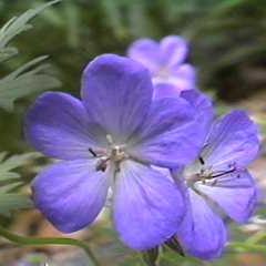 Geranium 'Johnson's Blue' 2 Ltr pot - Image 4