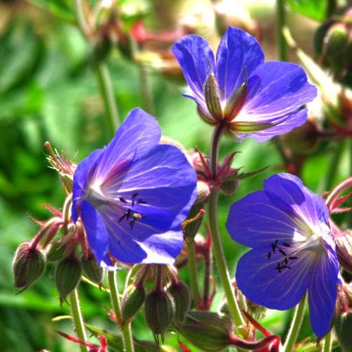 Geranium Johnsons Blue