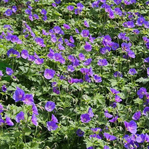 Geranium Johnsons Blue - Image 2