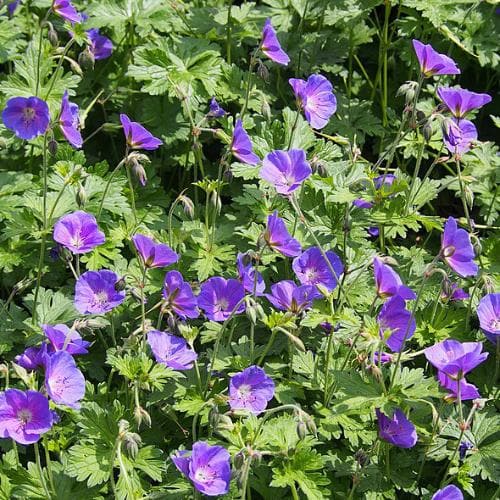 GERANIUM 'Johnson's Blue' - Image 2
