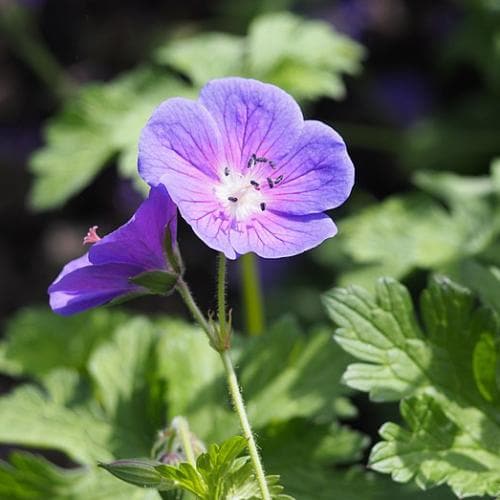 GERANIUM 'Johnson's Blue' - Image 4