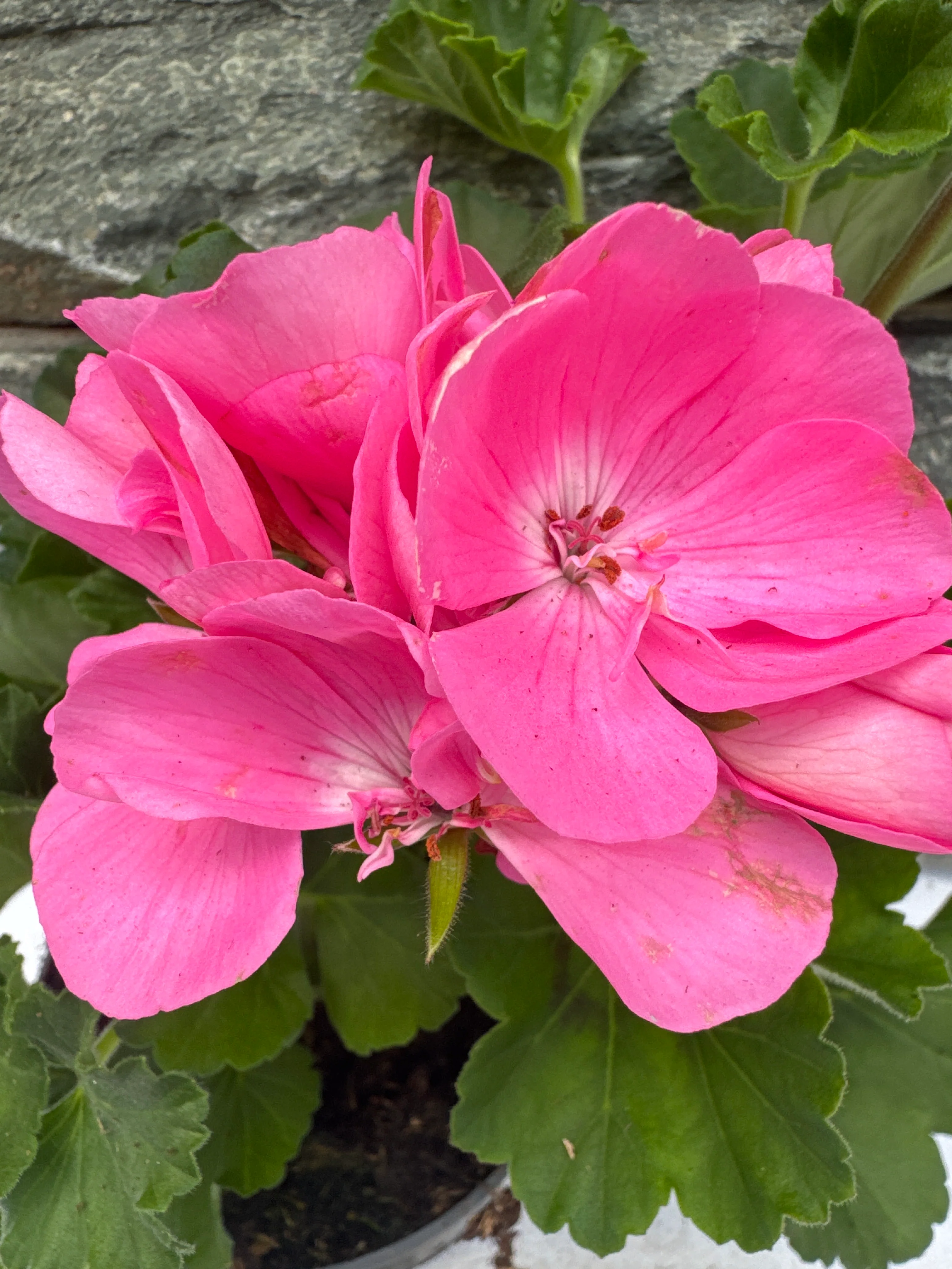 Geranium Light Pink - Image 3