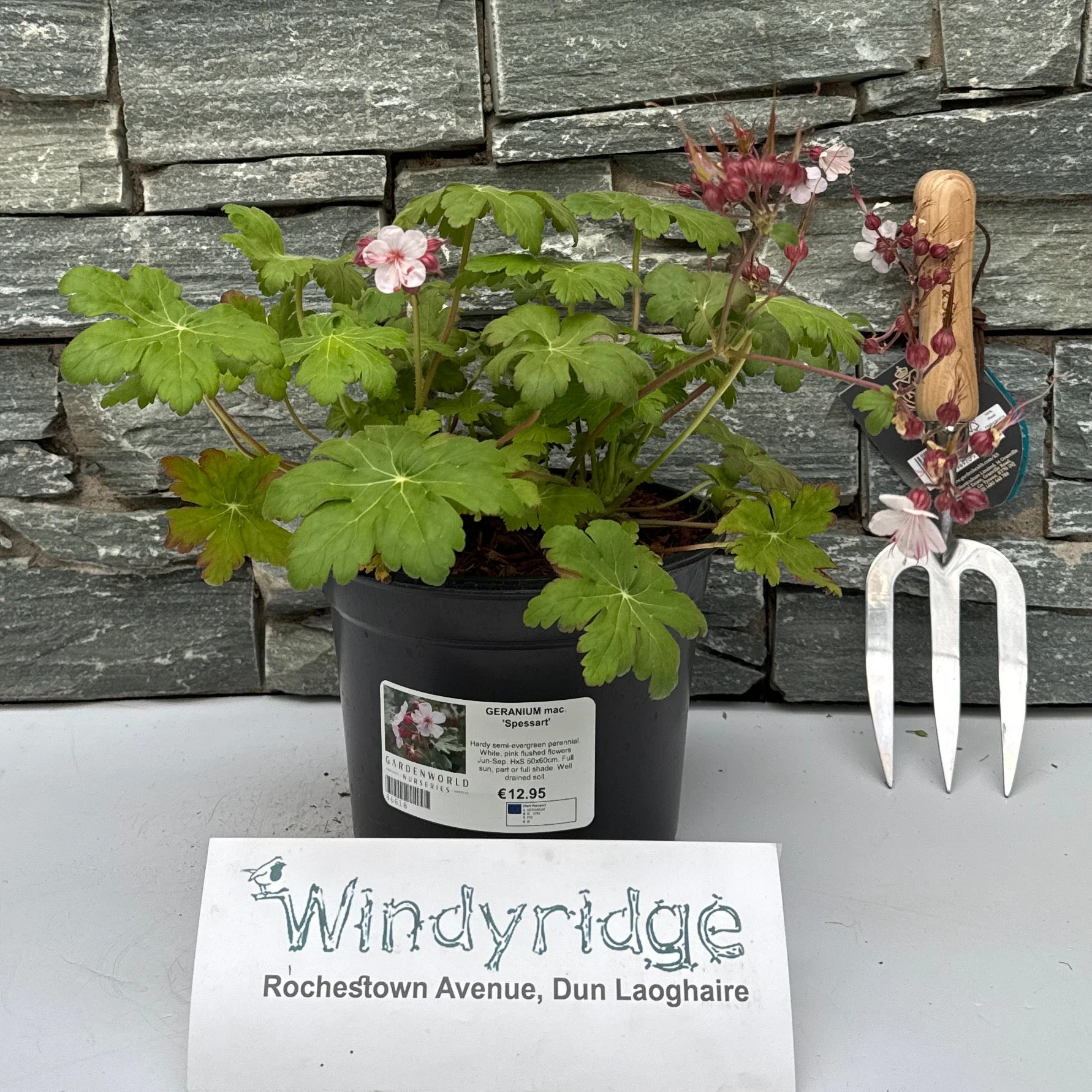 GERANIUM mac. 'Spessart'