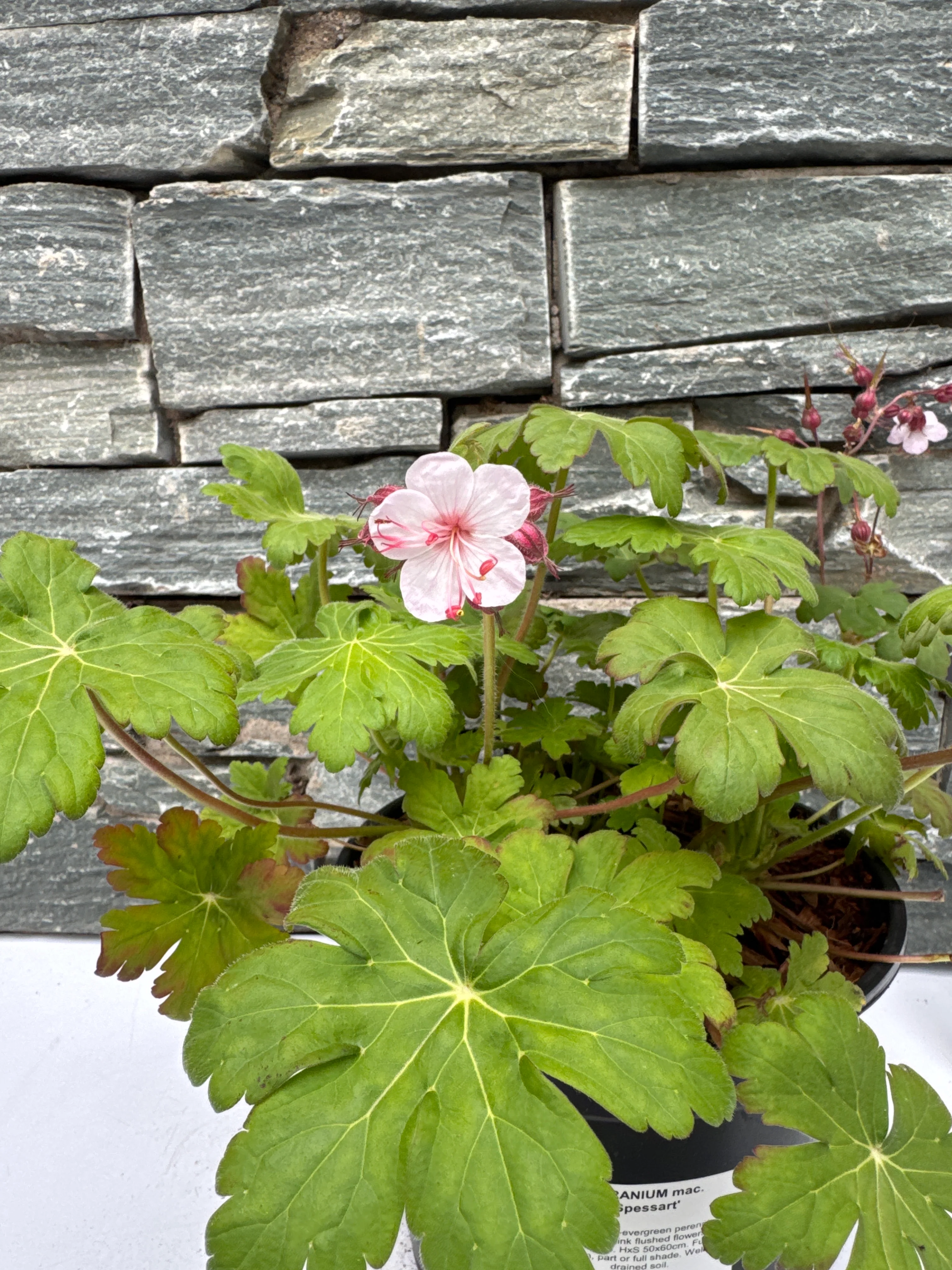 GERANIUM mac. 'Spessart' - Image 2