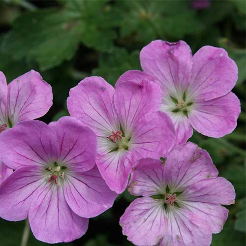 Geranium Mavis Simpson - Image 2