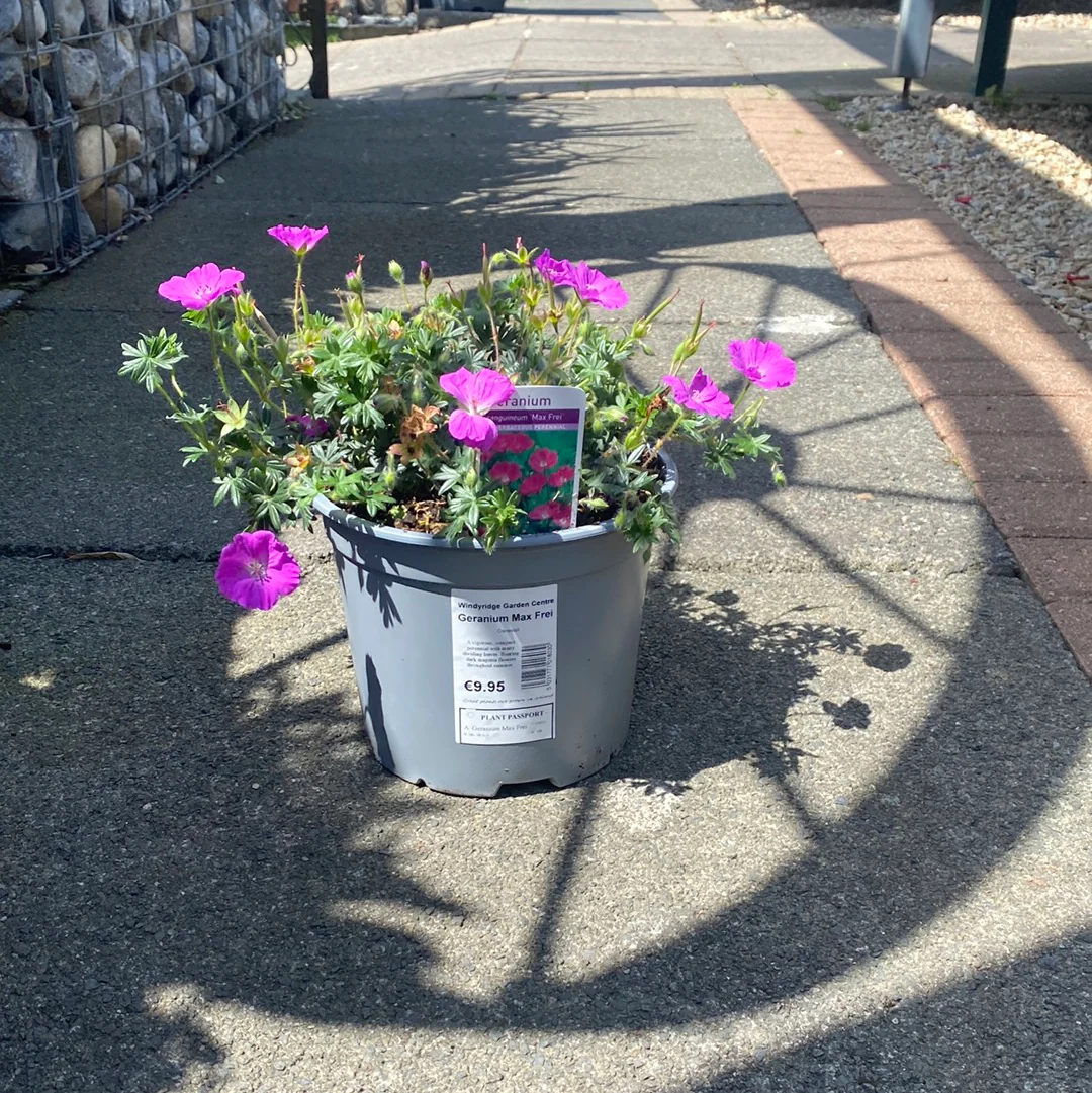 Geranium Max Frei - Image 2