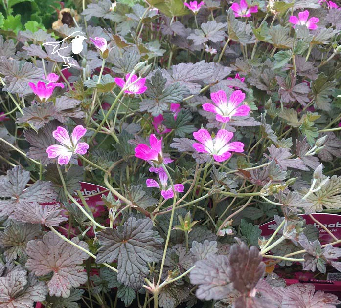 Geranium Orkney Cherry