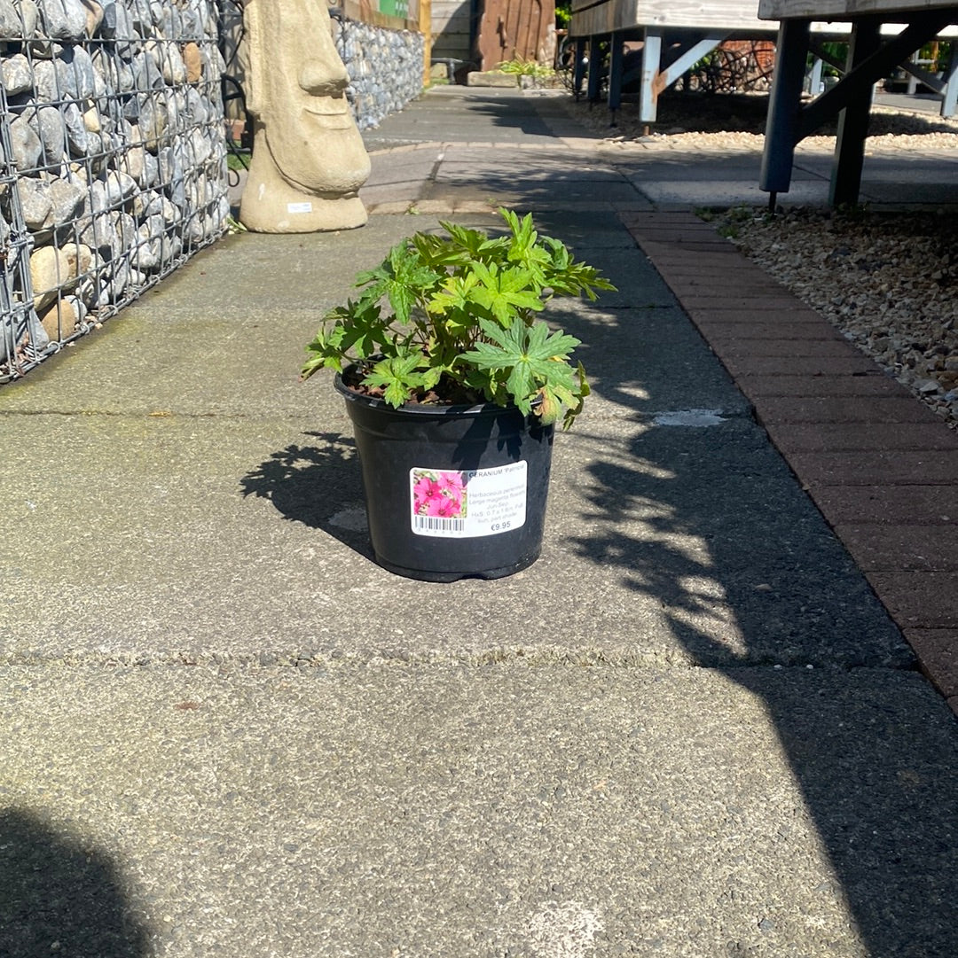 GERANIUM Patricia - Image 2