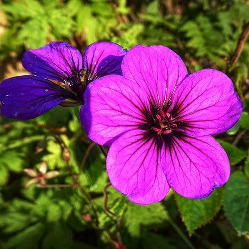 Geranium psilo. Anne Folkard - Image 3