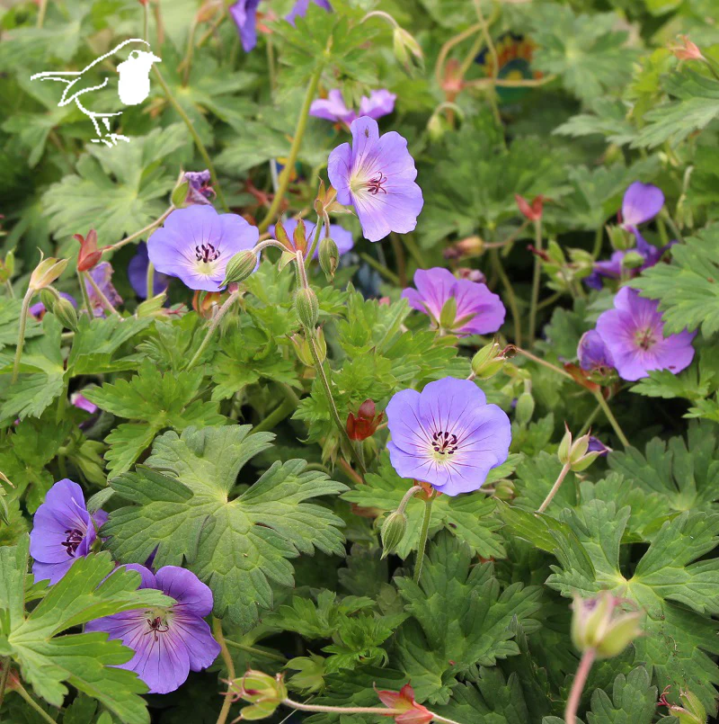 GERANIUM ROZANNE
