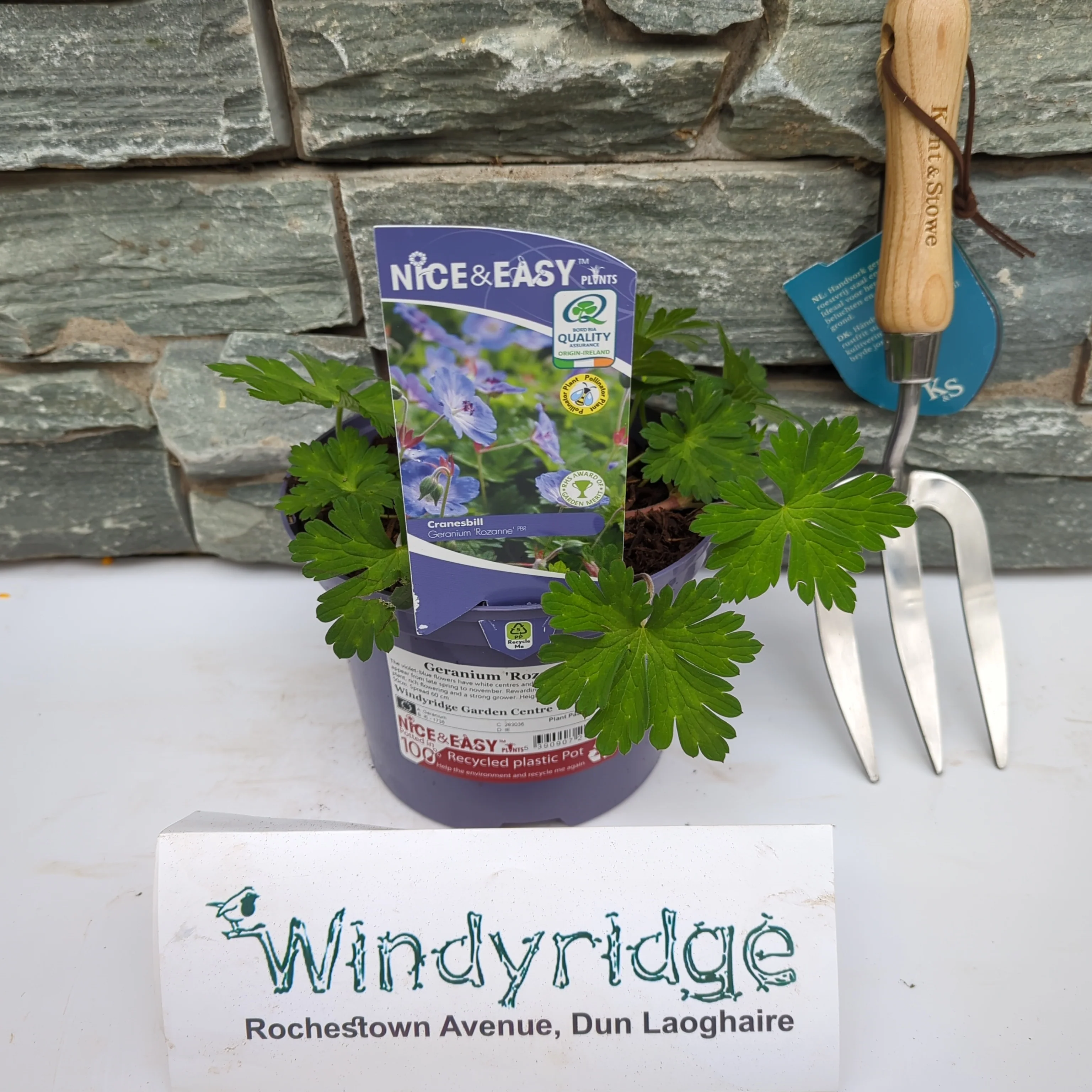 Geranium Rozanne - Image 2