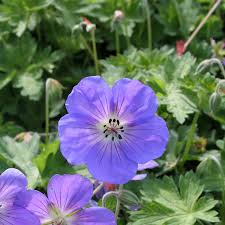 Geranium Rozanne 2L