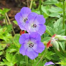 Geranium Rozanne - Image 3