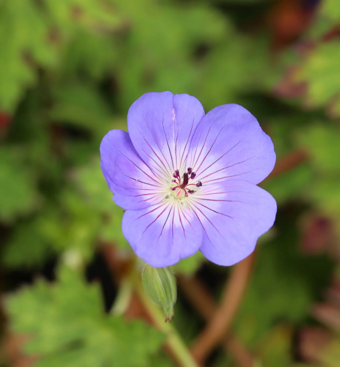 GERANIUM Rozanne 3L - Image 4
