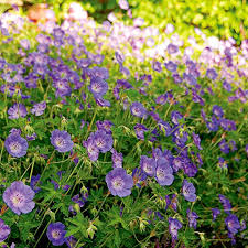 GERANIUM Rozanne