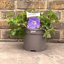 Geranium Rozanne - Image 2