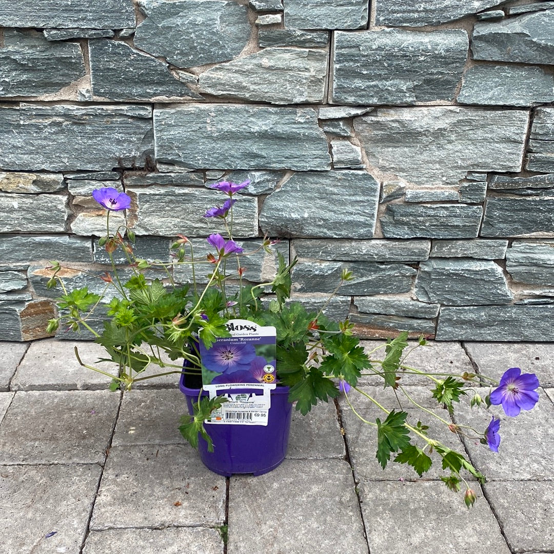 Geranium 'Rozanne' - Image 3