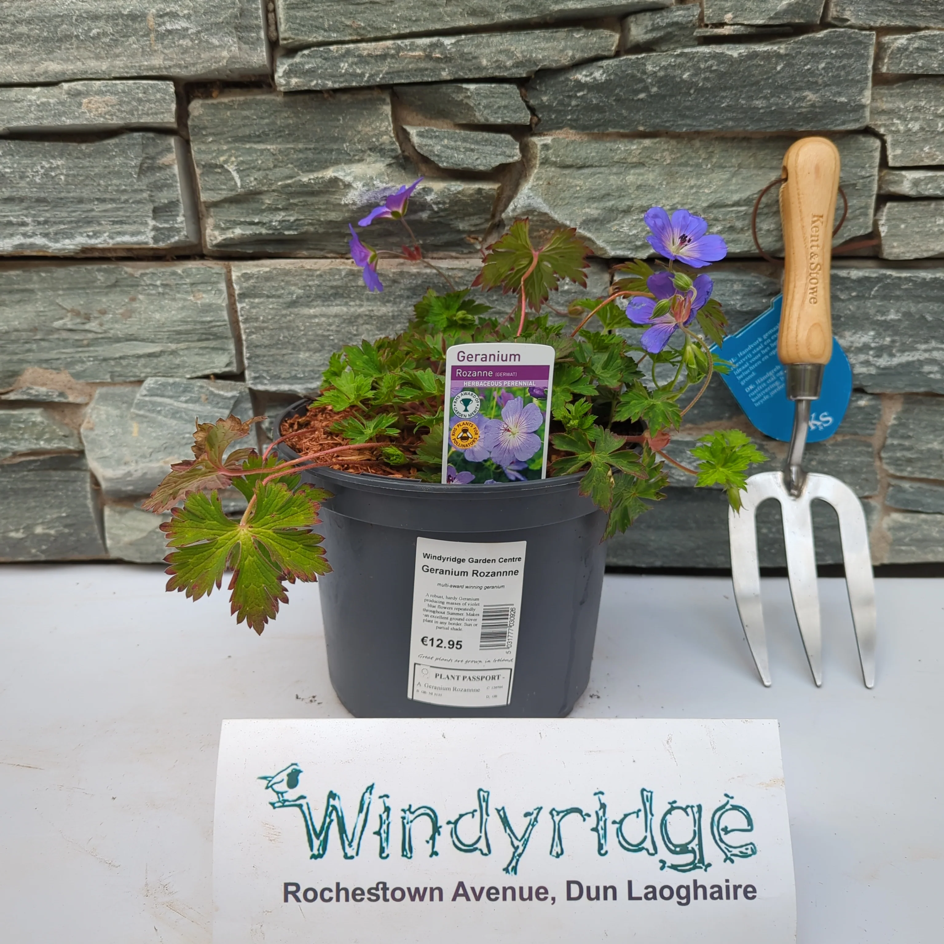 Geranium Rozannne - Image 2