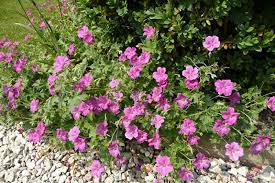 Geranium Russel Prichard