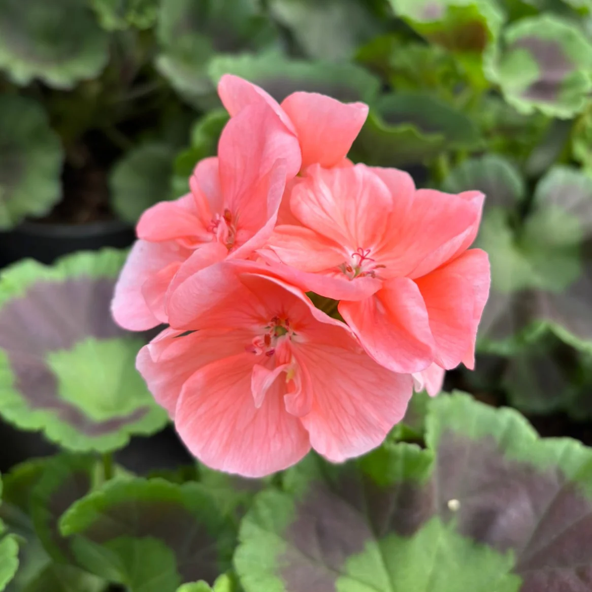 Geranium Salmon - Image 2