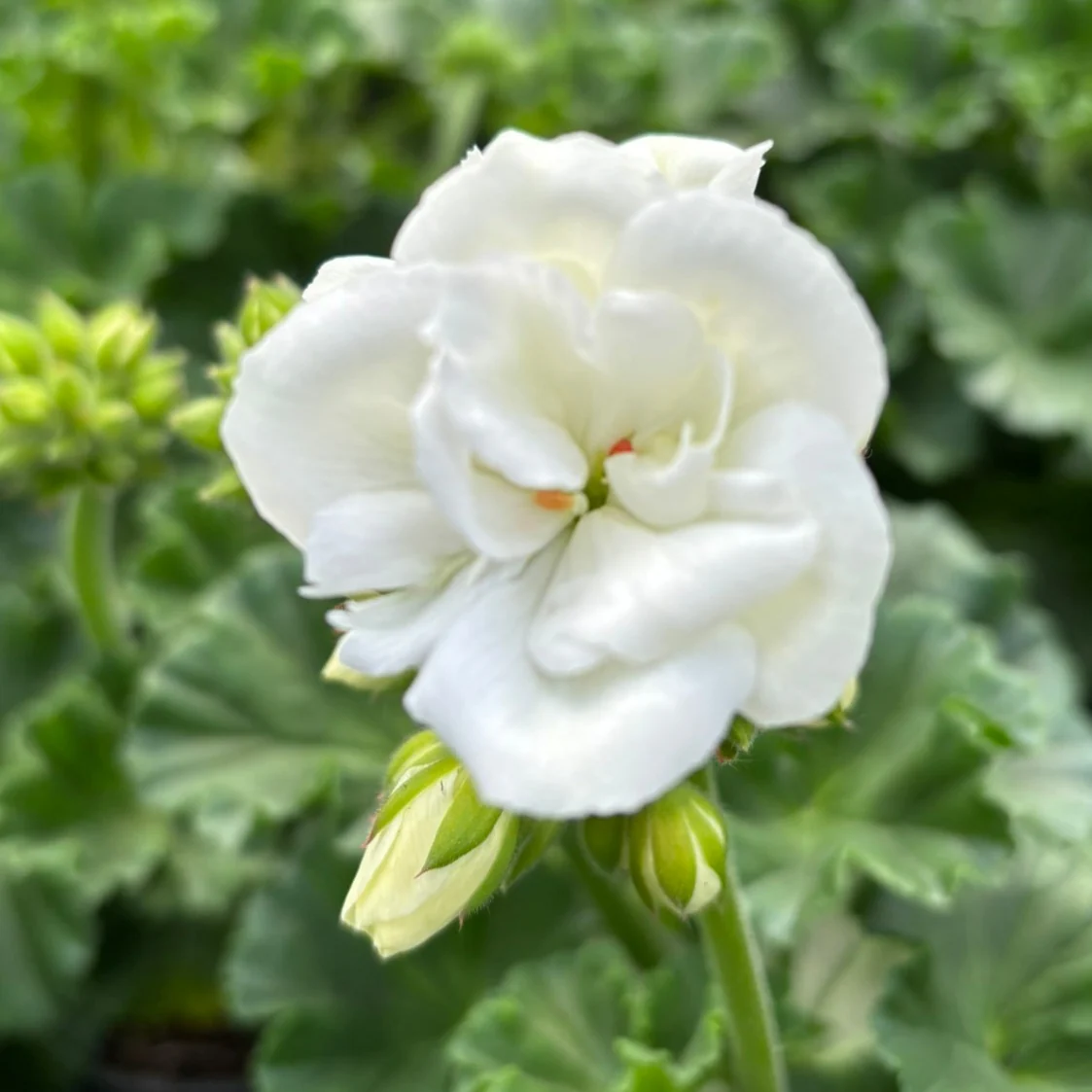 Geranium White - Image 2