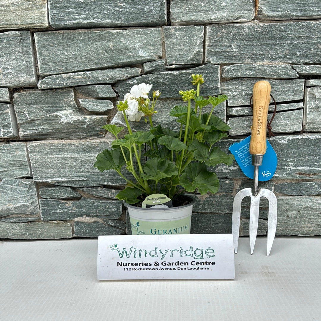 Geranium White - Image 3