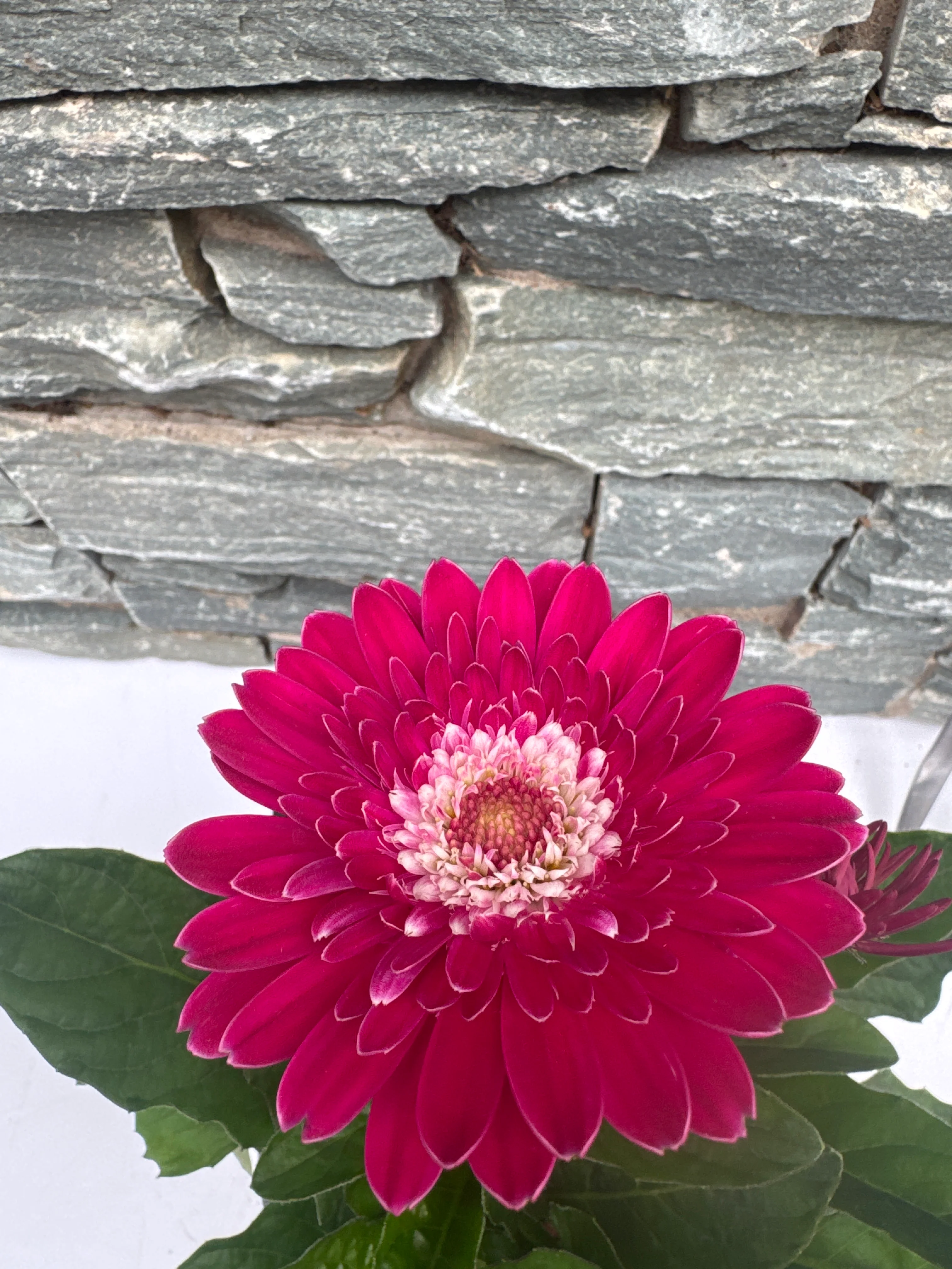 GERBERA garvinea Sweet Femmy - Image 3