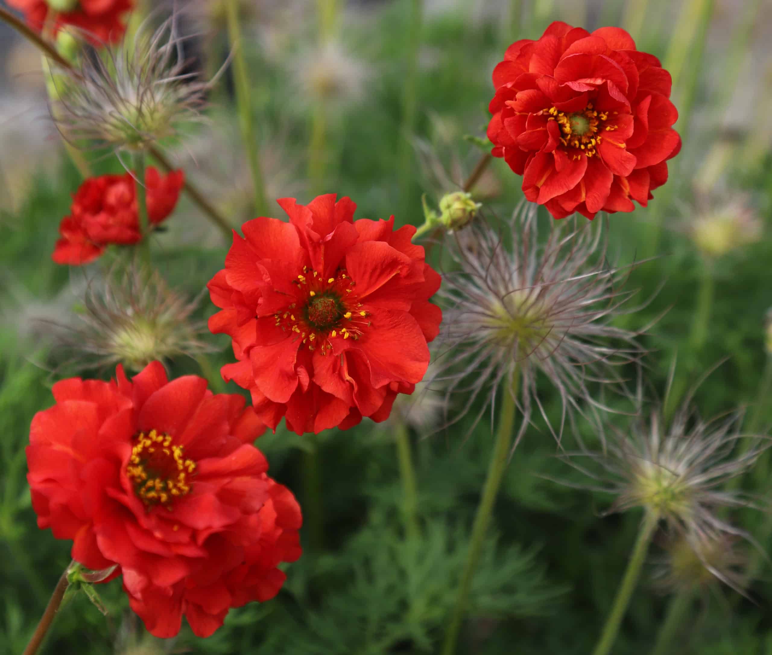 GEUM Blazing Sunset - Image 3