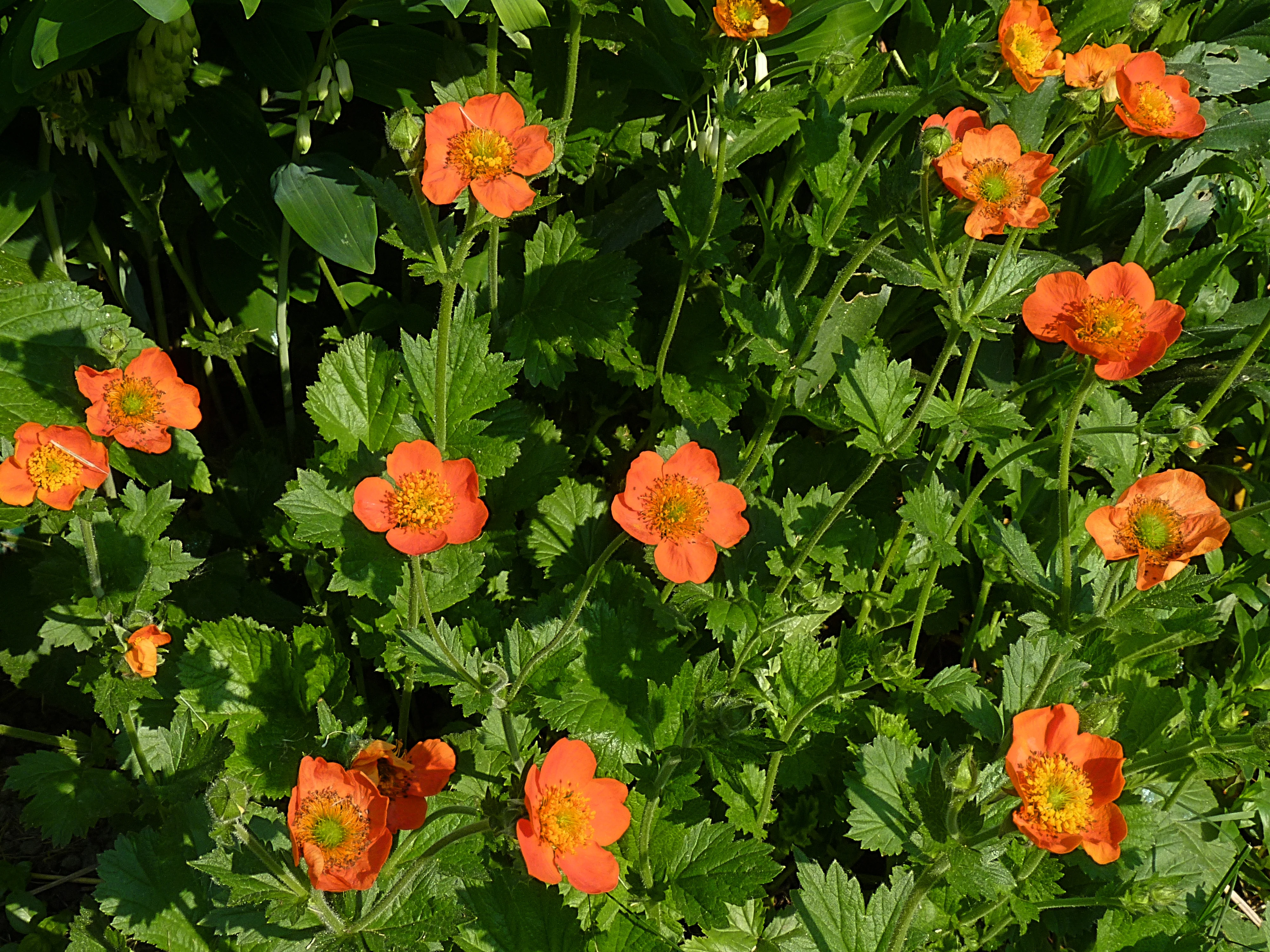 Geum coc. Cooky