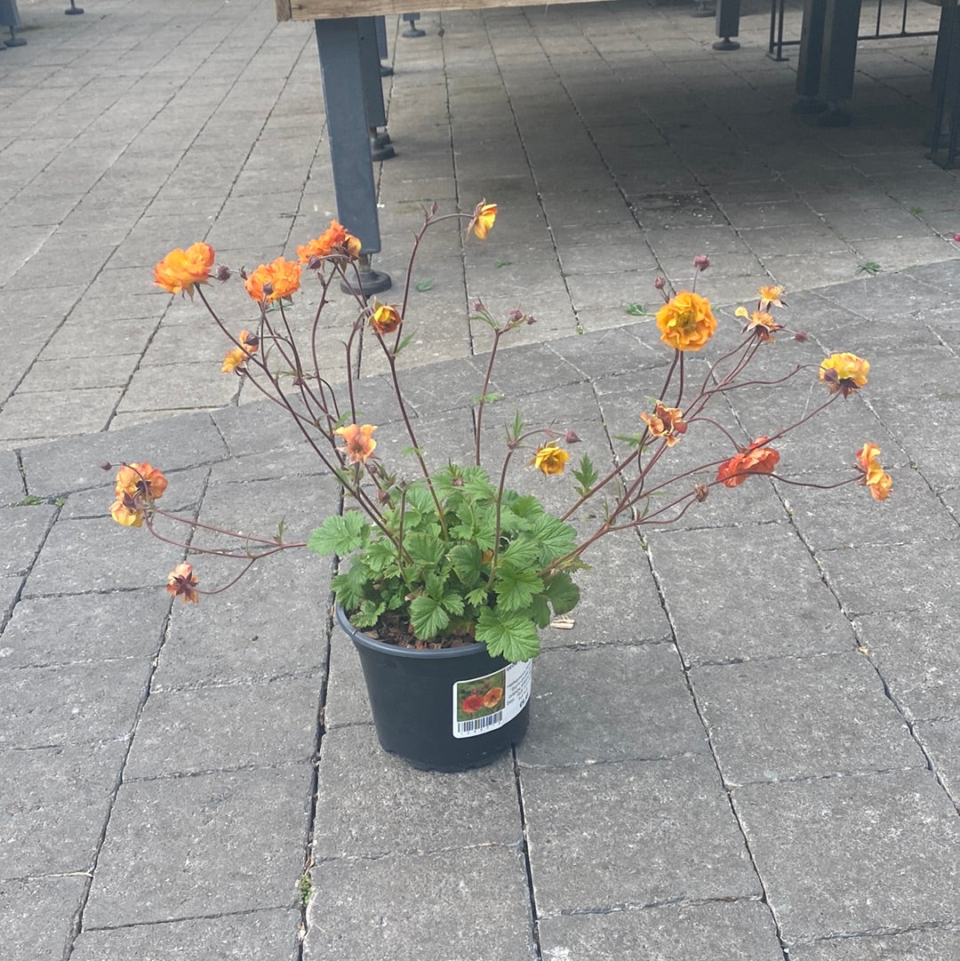 GEUM Dark & Stormy - Image 2
