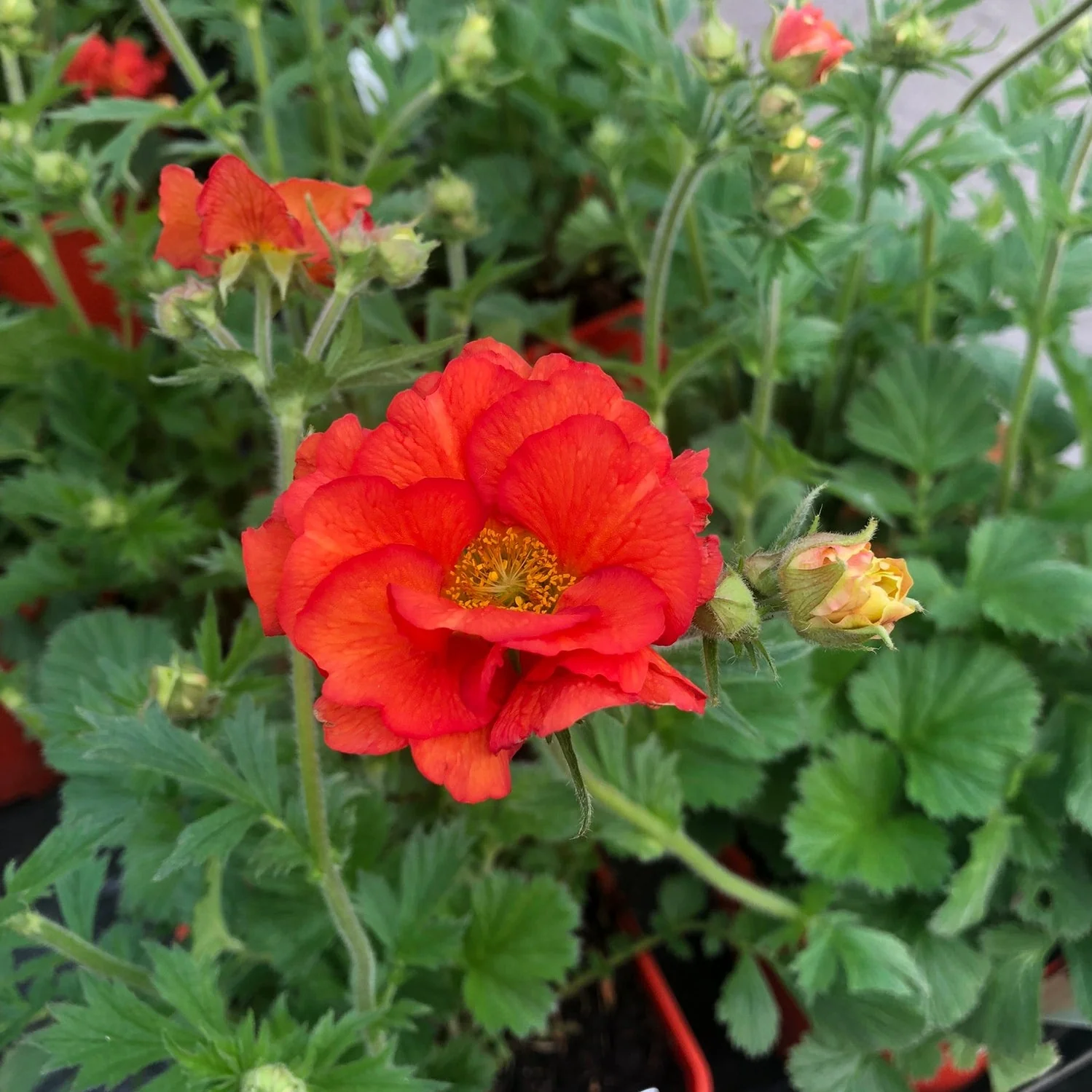 GEUM Fiery Tempest - Image 2