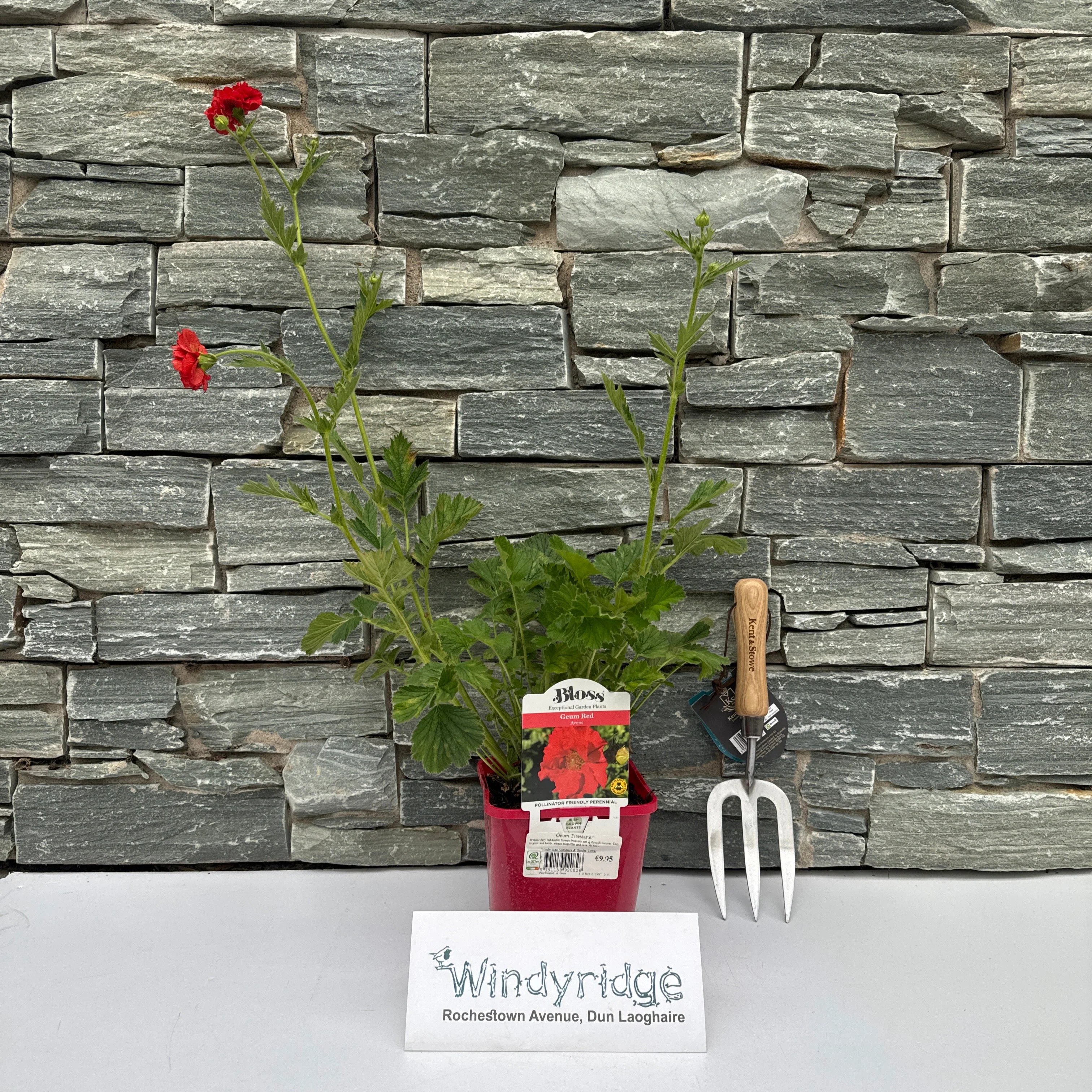 Geum Firestarter - Image 2
