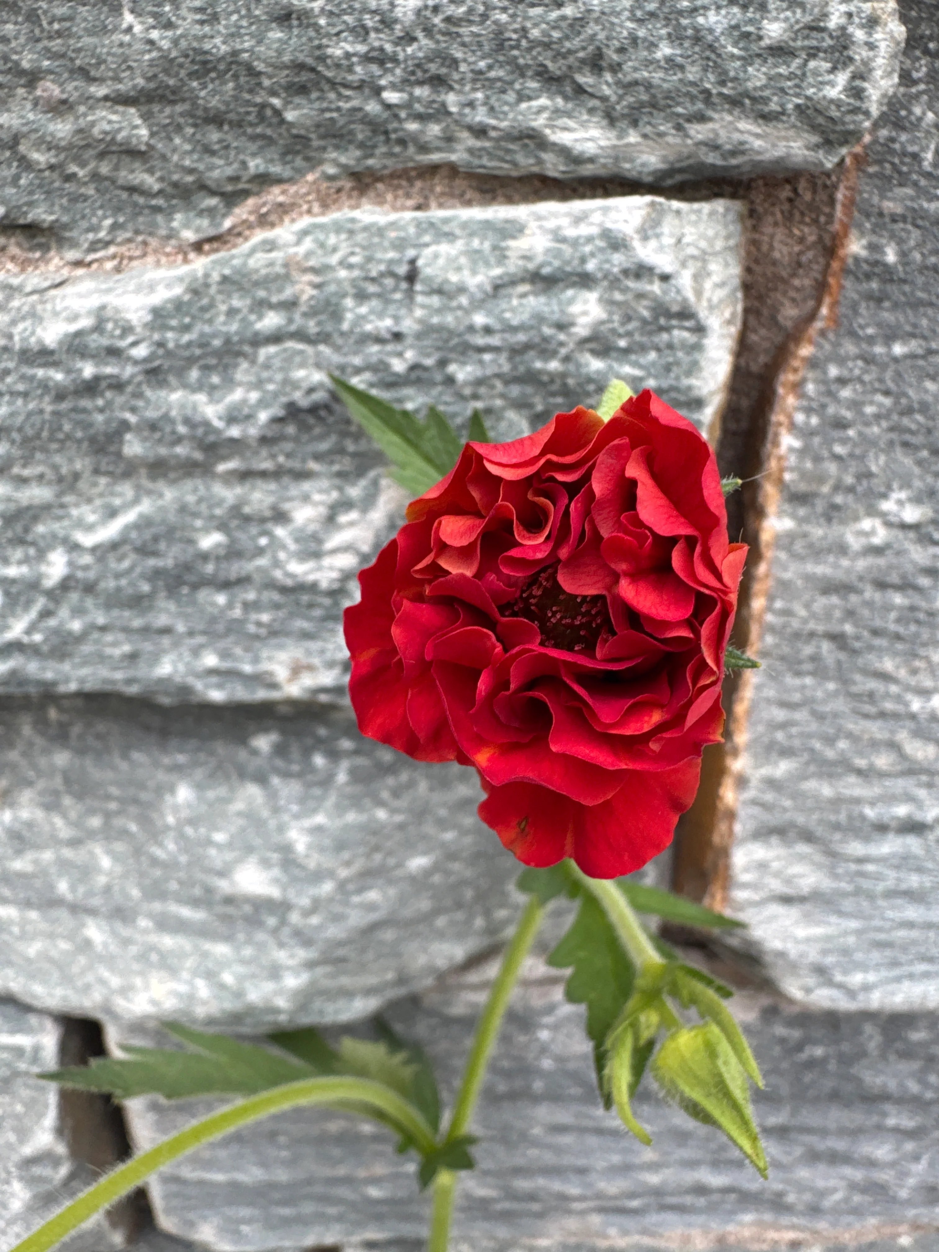 GEUM Firstarter - Image 3