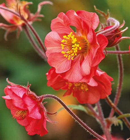 Geum Flames of Passion