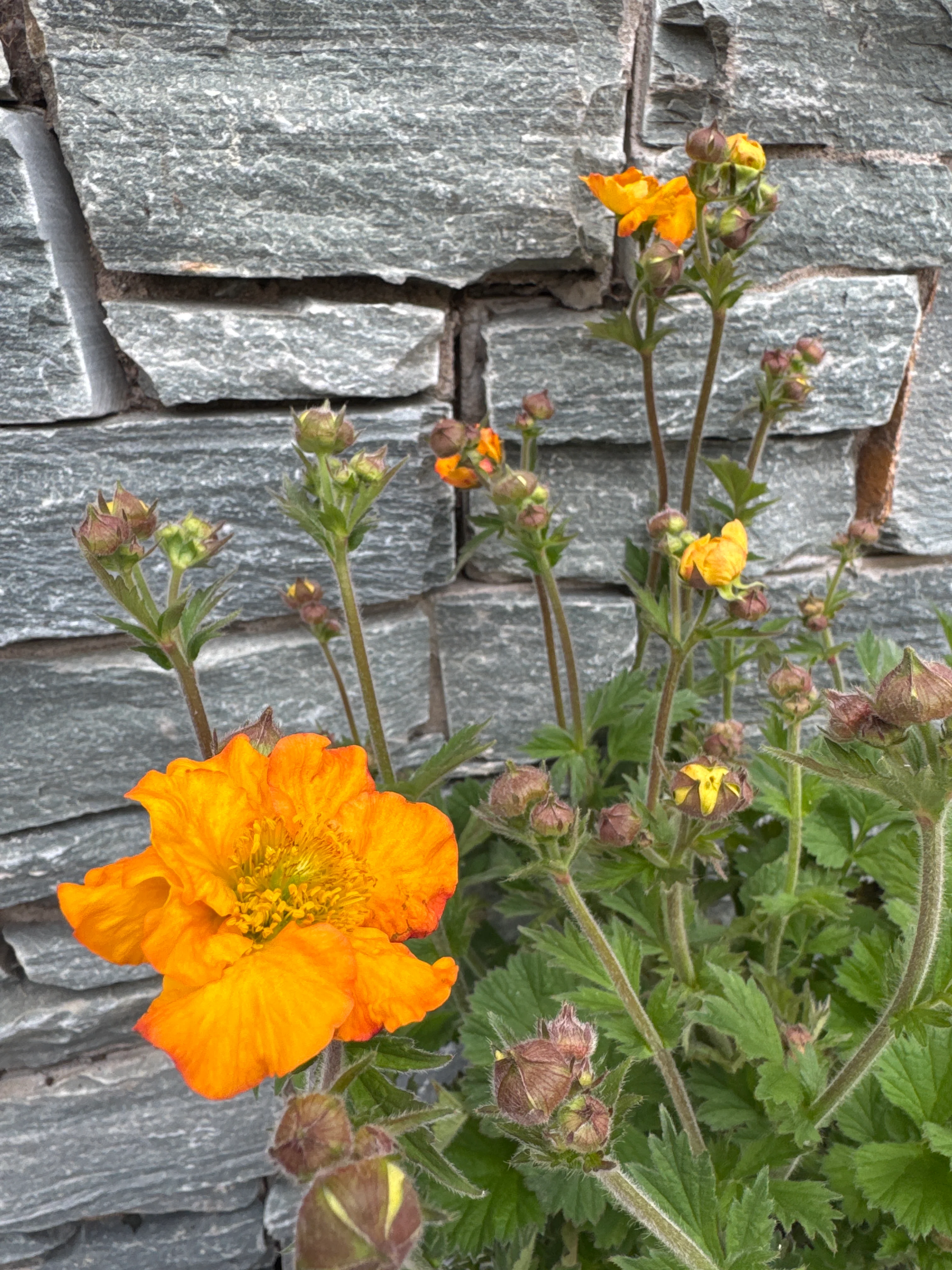 GEUM Foxy Tempest - Image 2