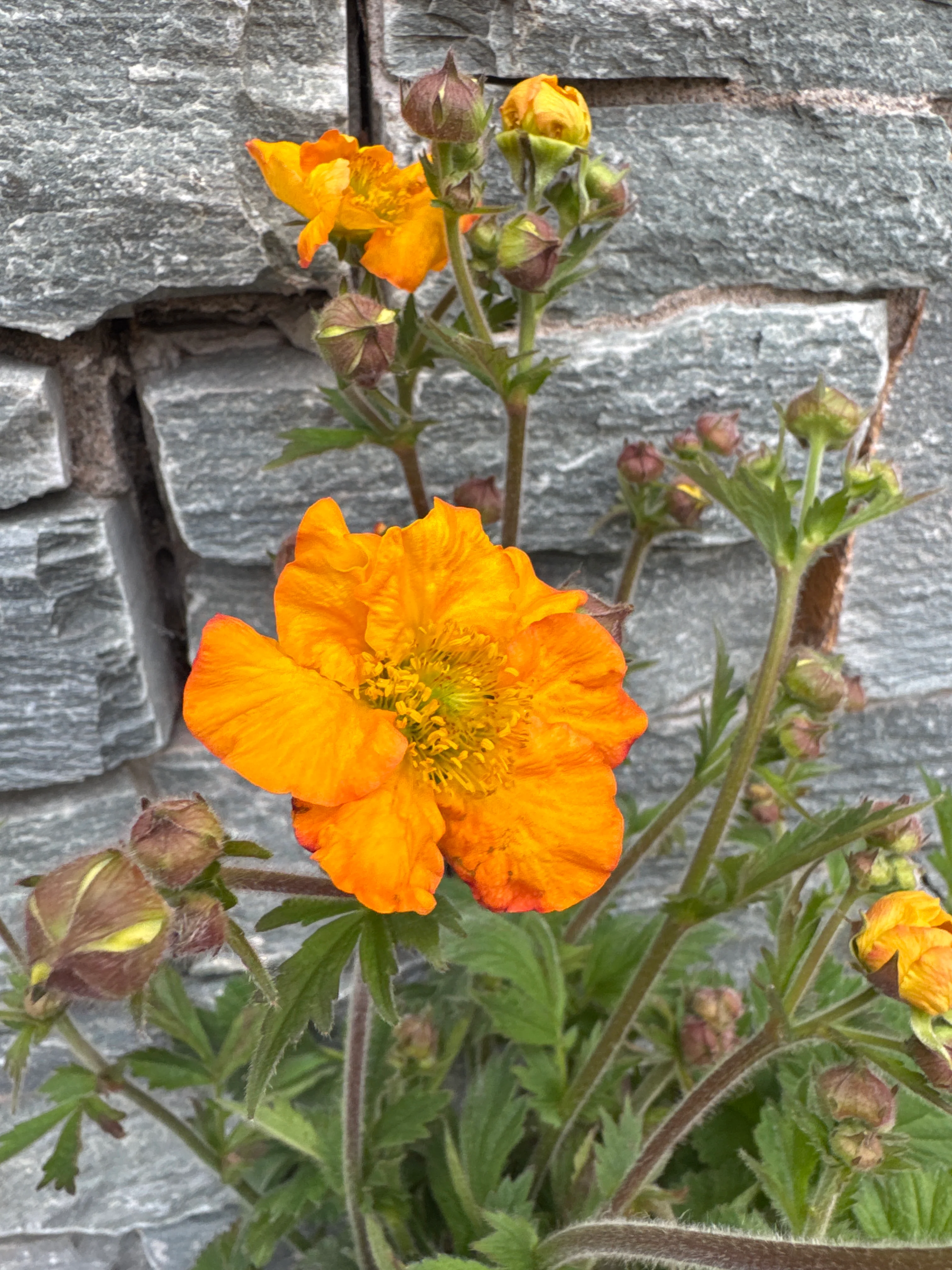GEUM Foxy Tempest - Image 3