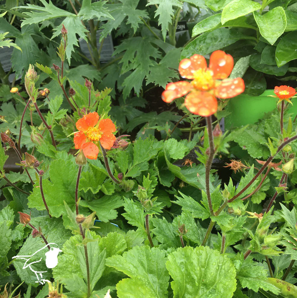 Geum Koi 3 Ltr